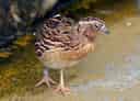 動物図鑑、二ホンウズラ
